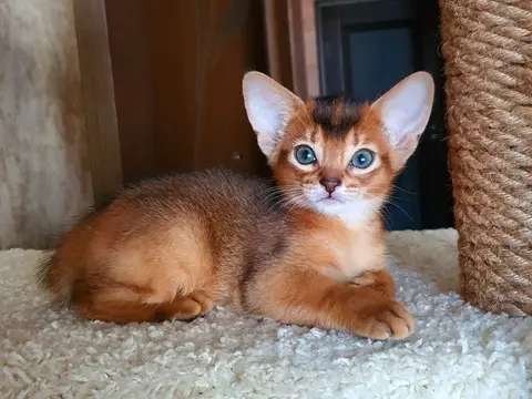 Наши котята