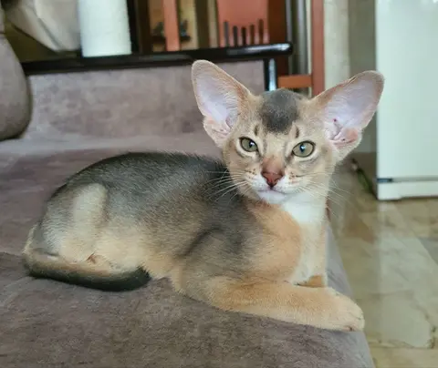 Наши котята