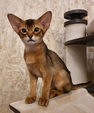 Наши котята