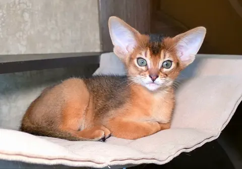 Наши котята