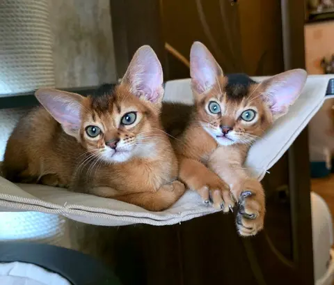 Наши котята
