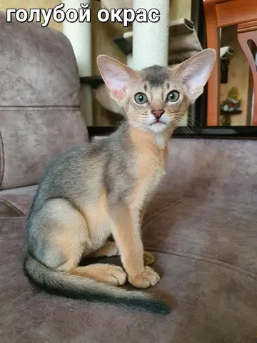 Наши котята