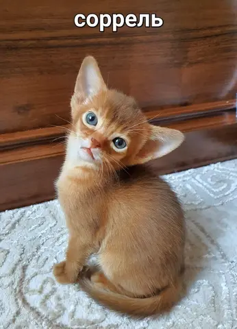 Наши котята