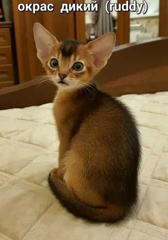 Наши котята