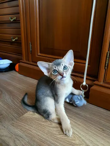Наши котята