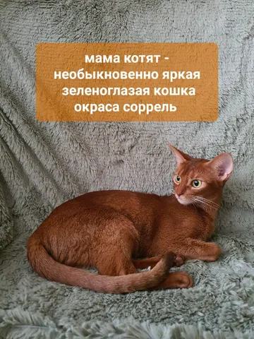 Фото из галереи питомника от 2022-07-11