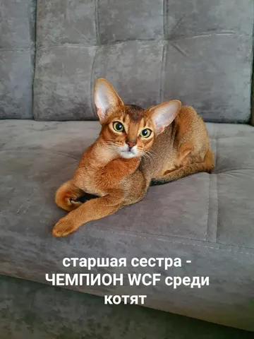 Фото из галереи питомника от 2022-07-11