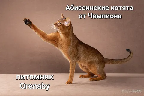 Фото из галереи питомника от 2022-09-08