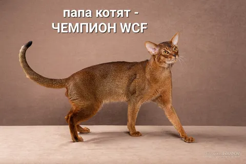 Фото из галереи питомника от 2022-09-08