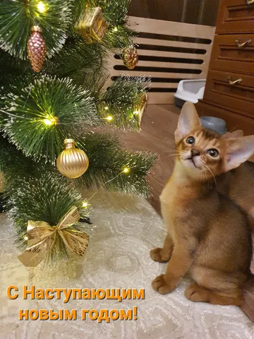 Фото из галереи питомника от 2022-12-31