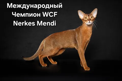 Фото из галереи питомника от 2025-10-17