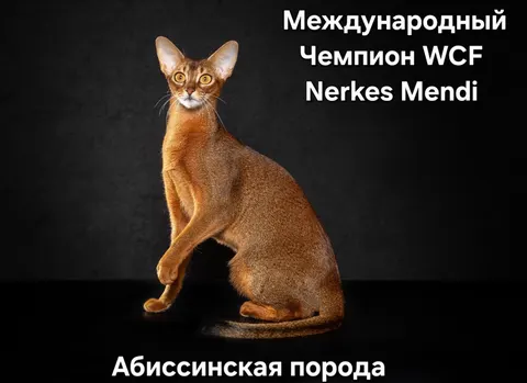 Фото из галереи питомника от 2025-10-17