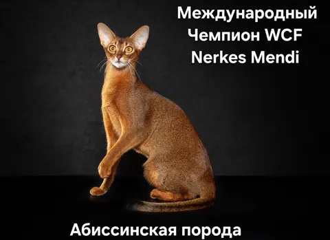 Фото из галереи питомника от 2025-11-02