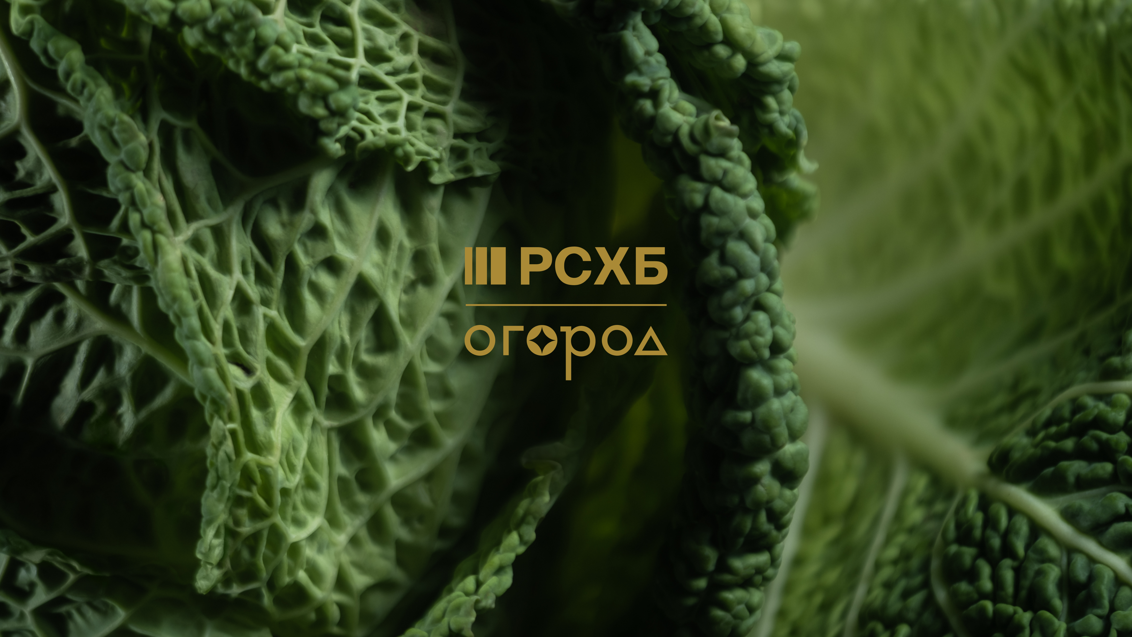 альтернативный текст