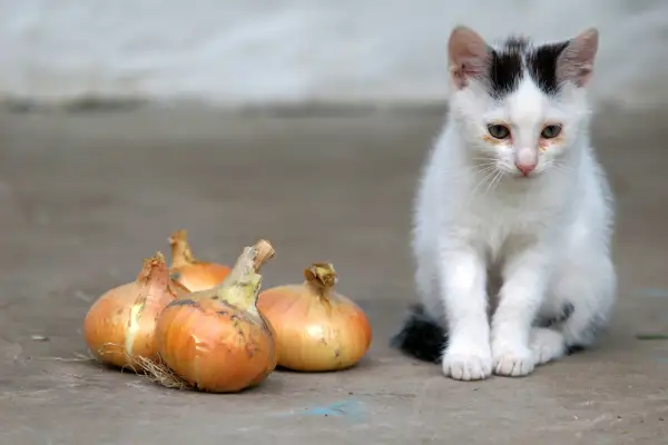 неприятные запахи для кошек