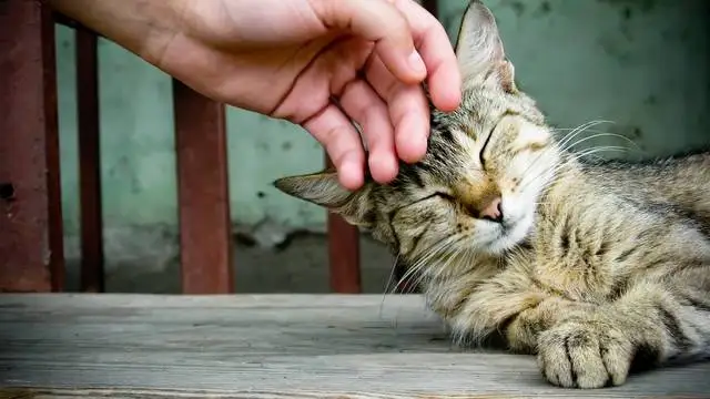 Эти породы кошек сделают вас счастливее, чем когда-либо прежде!