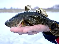 Fishing for Rotan with a Balalaika