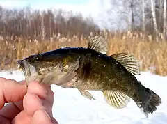 Ice Fishing for Rotan: Catching Rotan with Jigs in Winter