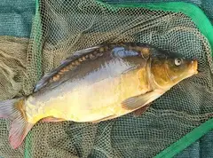 Winter Carp Fishing in Open Water