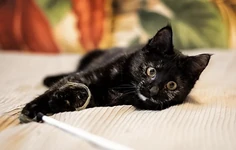 Изнаночное изображение