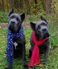 Изнаночное изображение