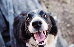 Изнаночное изображение