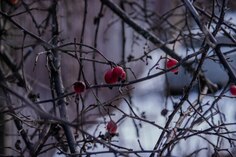 Изнаночное изображение
