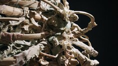 Изнаночное изображение