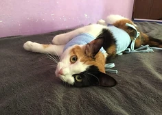 Изнаночное изображение