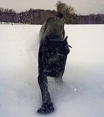Изнаночное изображение