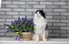 Изнаночное изображение