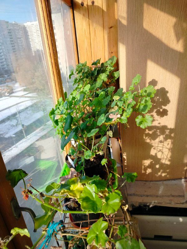 Изображение поста 4