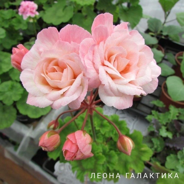 Изображение поста 3