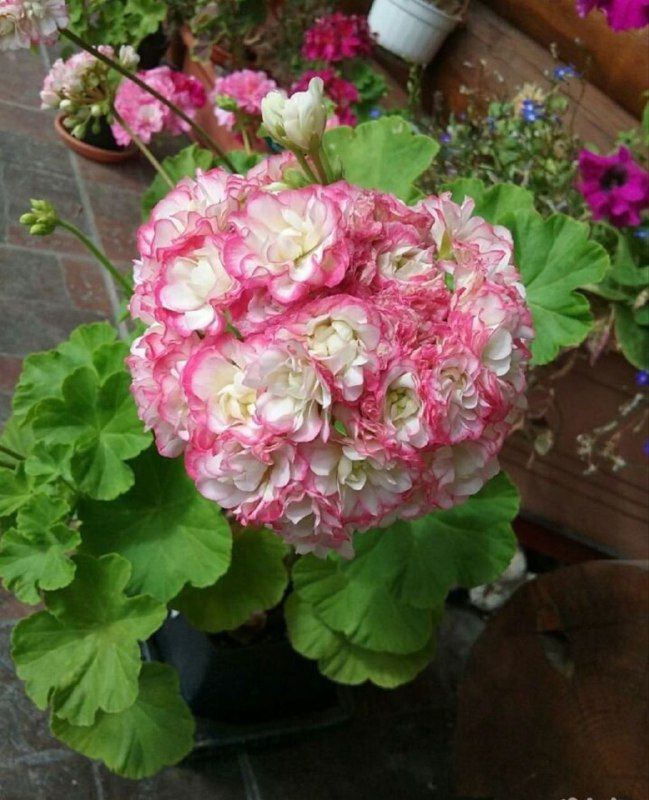 Изображение поста 4