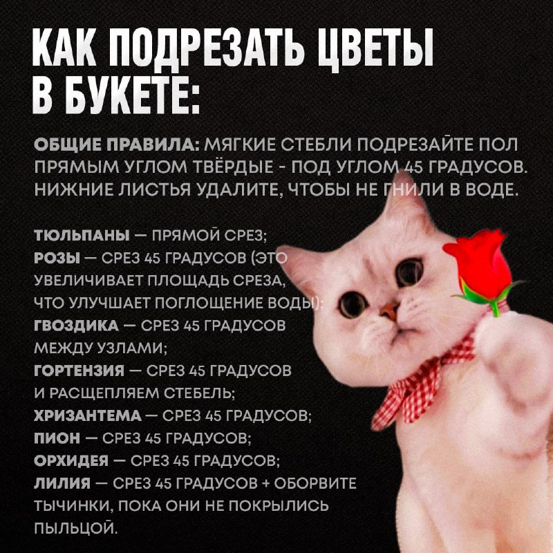 Изображение поста 3