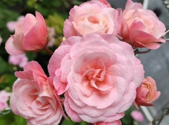 Изображение поста 2