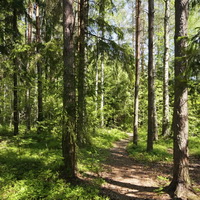 Хвойный лес (увеличено)