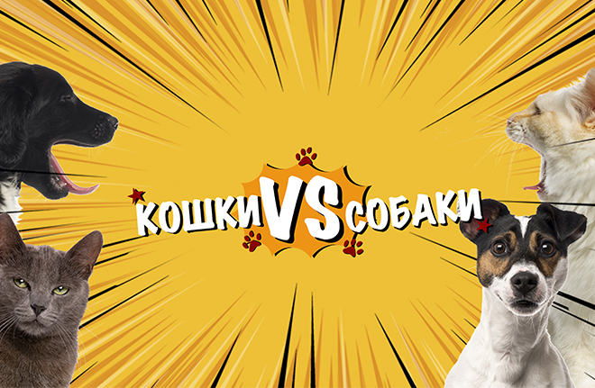 Кошки vs Собаки
