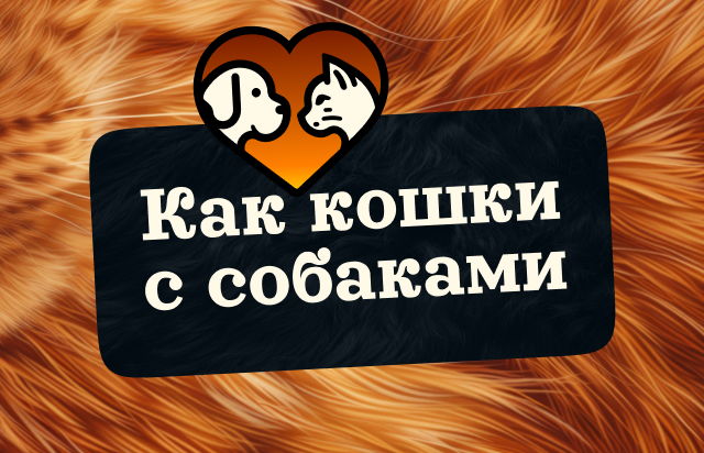 Как кошки с собаками