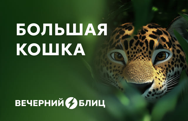 Большая кошка