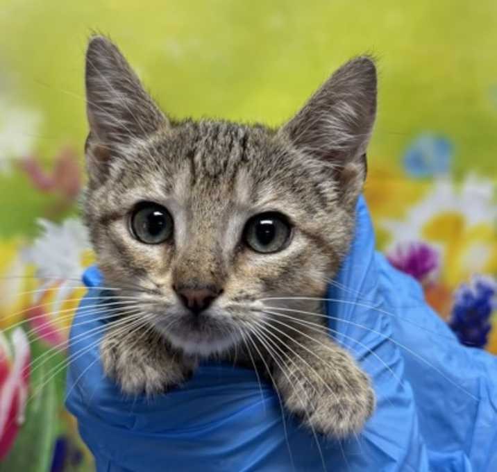 Разные котята