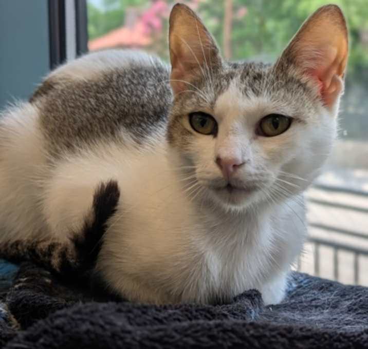 Котик в добрые руки