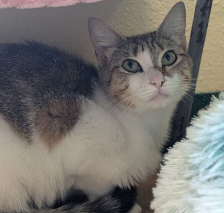 отдам кошку