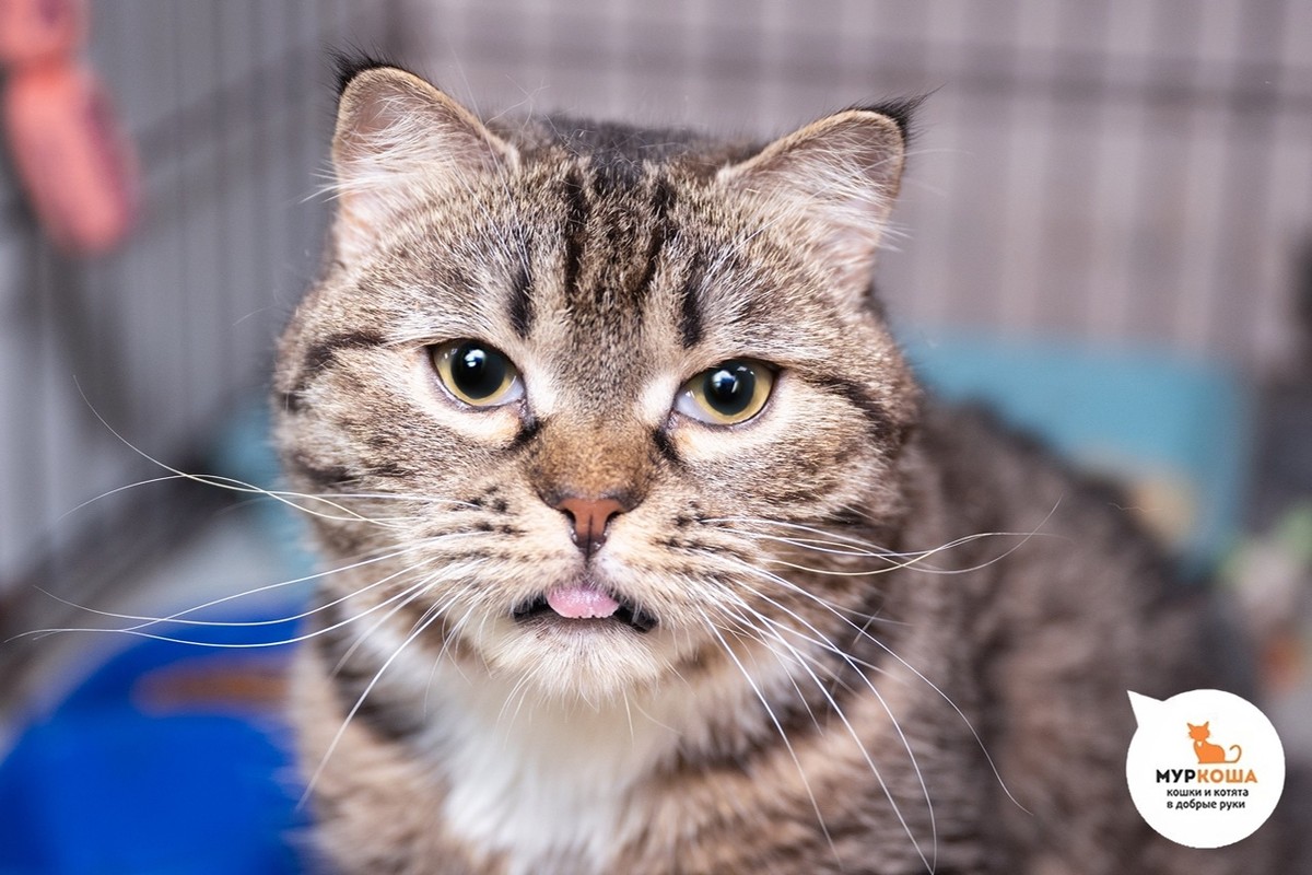 Февралинка