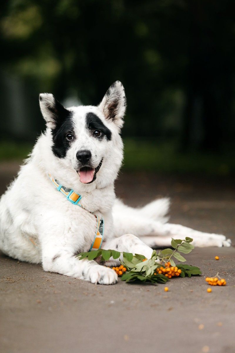 Дон Карлитос