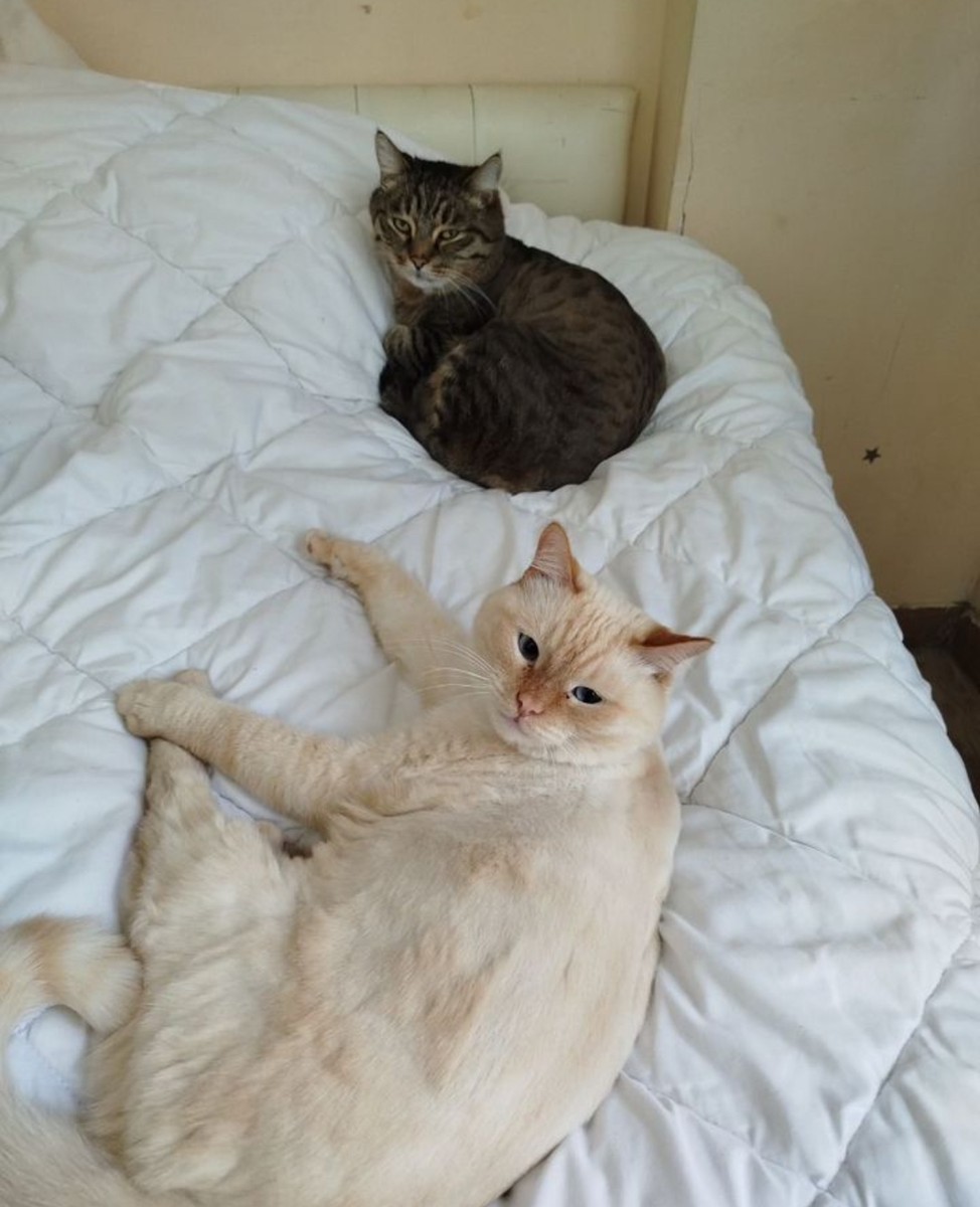 Дроп и шпротик