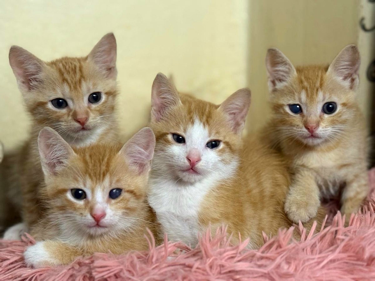 Рыжие котики