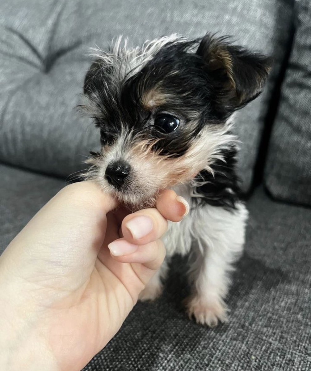 Мальтипу щенки