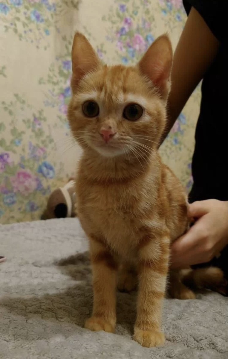 Котенок в добрые руки