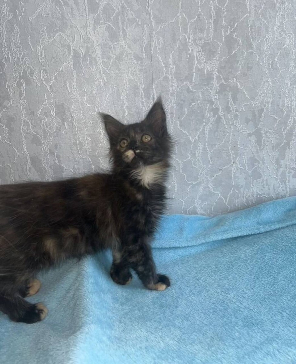 Котята мейнкуны